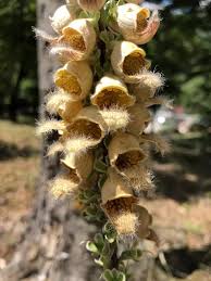 Image result for Digitalis ferruginea
