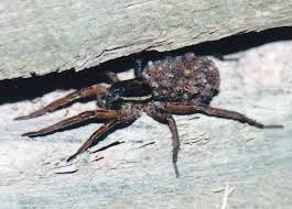 Attēlu rezultāti vaicājumam “Lycosidae”