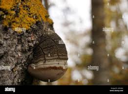 Attēlu rezultāti vaicājumam “Phellinus igniarius”