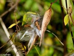 Attēlu rezultāti vaicājumam “Vincetoxicum hirundinaria fruit”