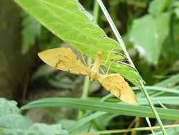 Attēlu rezultāti vaicājumam “Eulithis pyraliata”