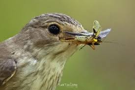Attēlu rezultāti vaicājumam “Muscicapa striata nest”