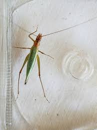 Attēlu rezultāti vaicājumam “Orthoptera”