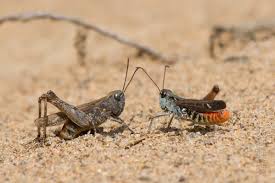 Attēlu rezultāti vaicājumam “Myrmeleotettix maculatus”