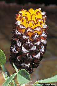 Attēlu rezultāti vaicājumam “Trifolium spadiceum flower”