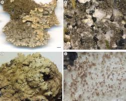 Attēlu rezultāti vaicājumam “Hypotrachyna sp.”