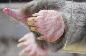 Attēlu rezultāti vaicājumam “Talpa europaea”