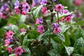 Attēlu rezultāti vaicājumam “Pulmonaria saccharata leaf”