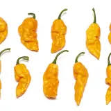 Afbeeldingsresultaat voor yellow fratali hot pepper