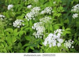 Attēlu rezultāti vaicājumam “Anthriscus sylvestris flower”