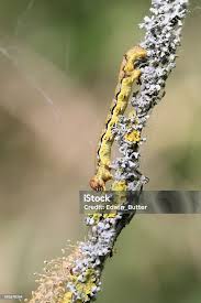 Attēlu rezultāti vaicājumam “Erannis defoliaria larva”