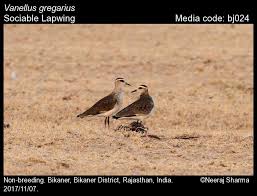 Image result for Vanellus gregarius