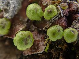 Attēlu rezultāti vaicājumam “Reboulia hemisphaerica”