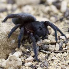 Attēlu rezultāti vaicājumam “Lycogala irregulare sessile”