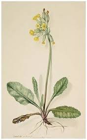 Image result for Himmelschlüssel