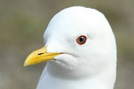 Attēlu rezultāti vaicājumam “Larus canus”