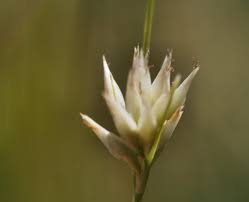 Attēlu rezultāti vaicājumam “Rhynchospora alba flower”