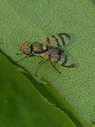 Attēlu rezultāti vaicājumam “Urophora jaceana”