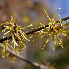Attēlu rezultāti vaicājumam “Hamamelis virginiana flower”