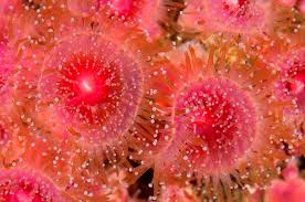 ผลการค้นหารูปภาพสำหรับ strawberry anemone
