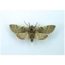 Attēlu rezultāti vaicājumam “Achlya flavicornis”