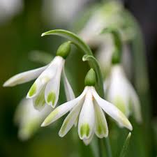Attēlu rezultāti vaicājumam “Galanthus nivalis leaf”