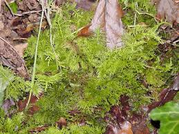 Attēlu rezultāti vaicājumam “Thuidium assimile”