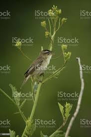 Attēlu rezultāti vaicājumam “Acrocephalus schoenobaenus”