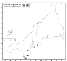 Attēlu rezultāti vaicājumam “Acaulon muticum”