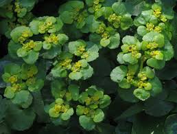 Attēlu rezultāti vaicājumam “Chrysosplenium alternifolium flower”