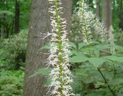 Attēlu rezultāti vaicājumam “Aesculus x hybrida flower”