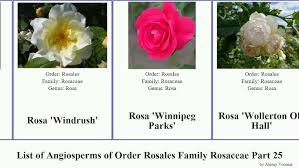 Attēlu rezultāti vaicājumam “Rosa glabrifolia”