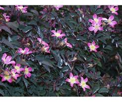 Attēlu rezultāti vaicājumam “Rosa subcanina leaf”