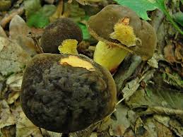 Attēlu rezultāti vaicājumam “Xerocomus pruinatus”