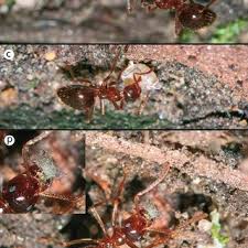 Attēlu rezultāti vaicājumam “Prociphilus xylostei”