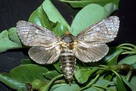 Attēlu rezultāti vaicājumam “Cossus cossus imago”