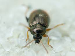 Attēlu rezultāti vaicājumam “Alticinae”