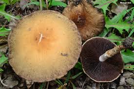 Attēlu rezultāti vaicājumam “Psathyrella lacrymabunda”