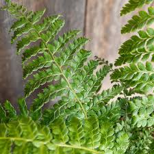 Attēlu rezultāti vaicājumam “Polystichum aculeatum”