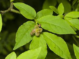 Attēlu rezultāti vaicājumam “Euonymus verrucosus leaf”