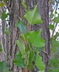 Attēlu rezultāti vaicājumam “Populus nigra”