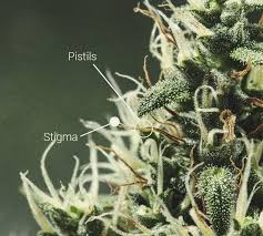 Attēlu rezultāti vaicājumam “Anthyllis maritima bud”