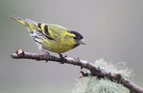 Attēlu rezultāti vaicājumam “Carduelis spinus male”