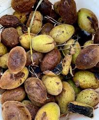 Attēlu rezultāti vaicājumam “Juglans cinerea fruit”