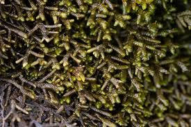 Attēlu rezultāti vaicājumam “Anomodon viticulosus”