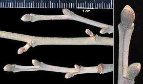 Attēlu rezultāti vaicājumam “Tilia cordata bud”