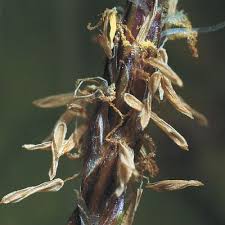Attēlu rezultāti vaicājumam “Eleocharis uniglumis leaf”
