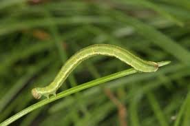 Attēlu rezultāti vaicājumam “Eupithecia lanceata”