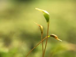 Attēlu rezultāti vaicājumam “Bryales”