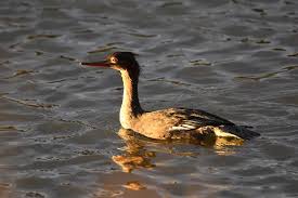 Attēlu rezultāti vaicājumam “Mergus serrator female”